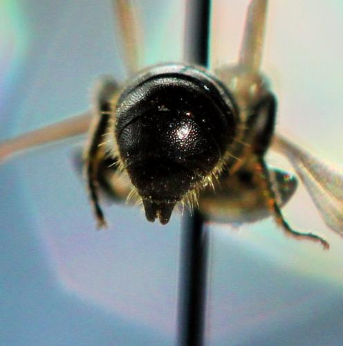 Chelostoma distinctum